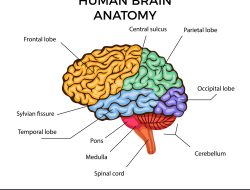The Brain’s Trap: Unraveling OCD and the Path to Recovery
