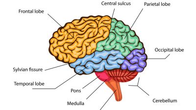 The Brain’s Trap: Unraveling OCD and the Path to Recovery