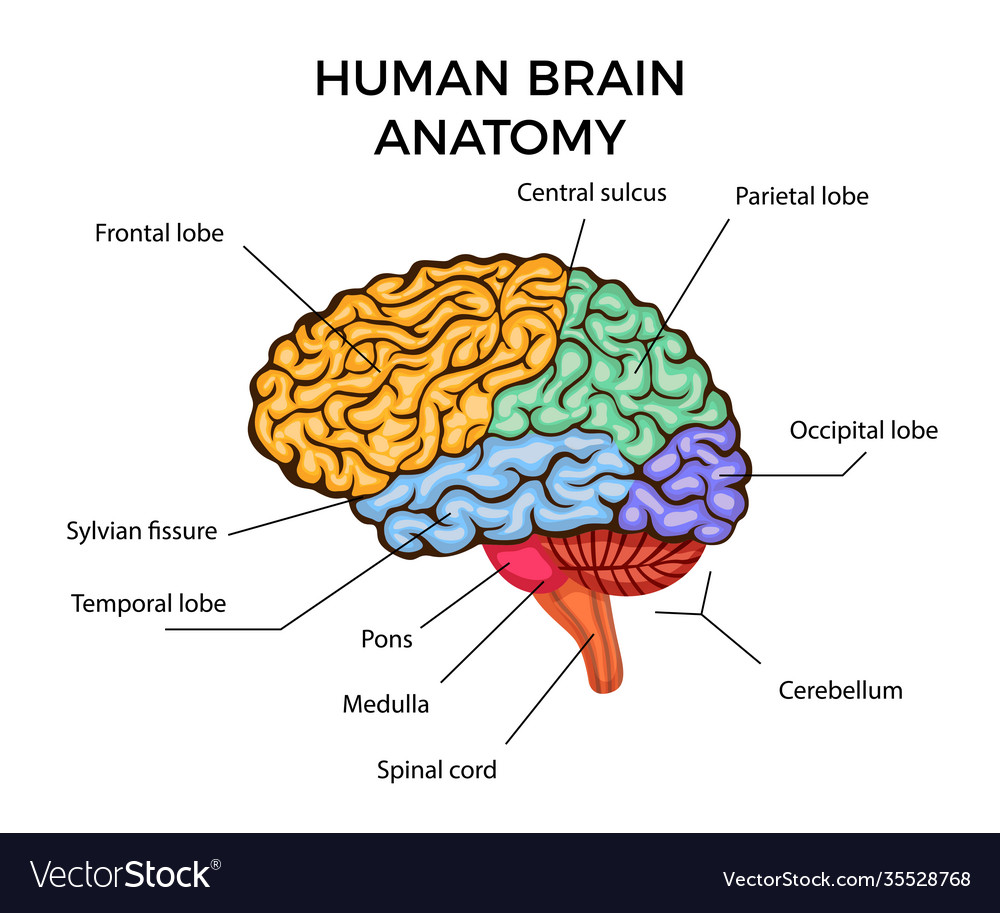 The Brain’s Trap: Unraveling OCD and the Path to Recovery