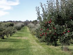 Hope for Matabeleland’s Vanishing Orchards