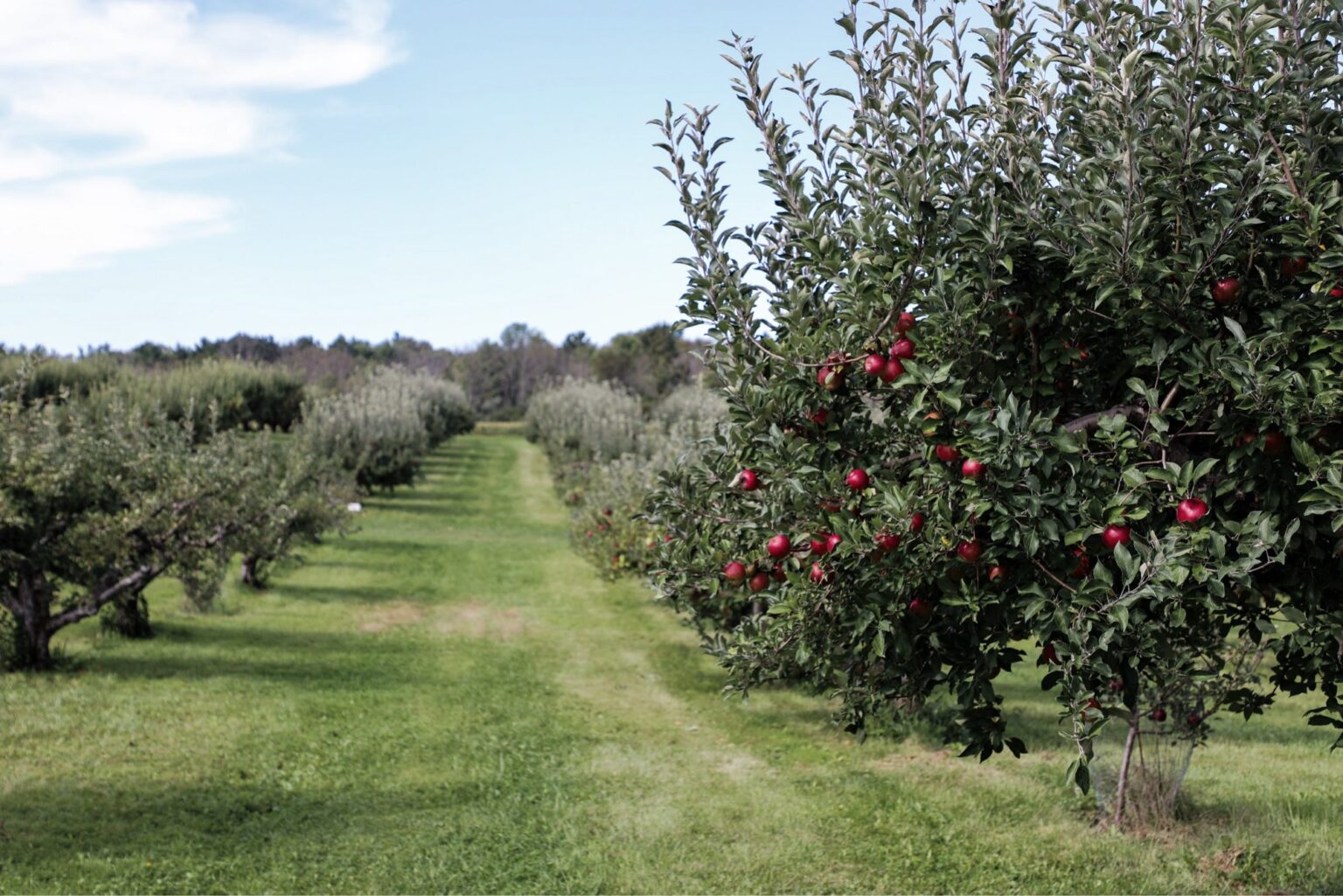 Hope for Matabeleland’s Vanishing Orchards