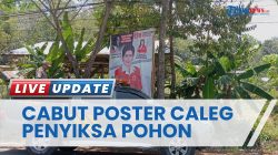 Satpol PP Tana Toraja Temukan Baliho Kadaluarsa di Makale, Termasuk ‘The Legend of Pongtiku’