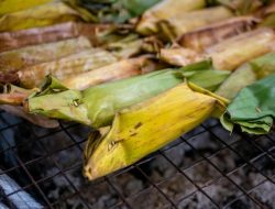 Plant Species Last Seen in 1906 Found Again in Chiang Rai