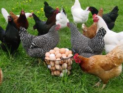Poultry Farming Empowers Marsabit Women, Elevates Livelihoods