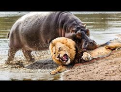 Kirehe Builds Barrier to Halt Hippo Attacks Kirehe Builds Barrier to Halt Hippo Attacks
