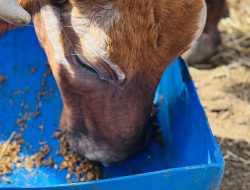 Sukkur Admin Enforces Cattle Movement Ban