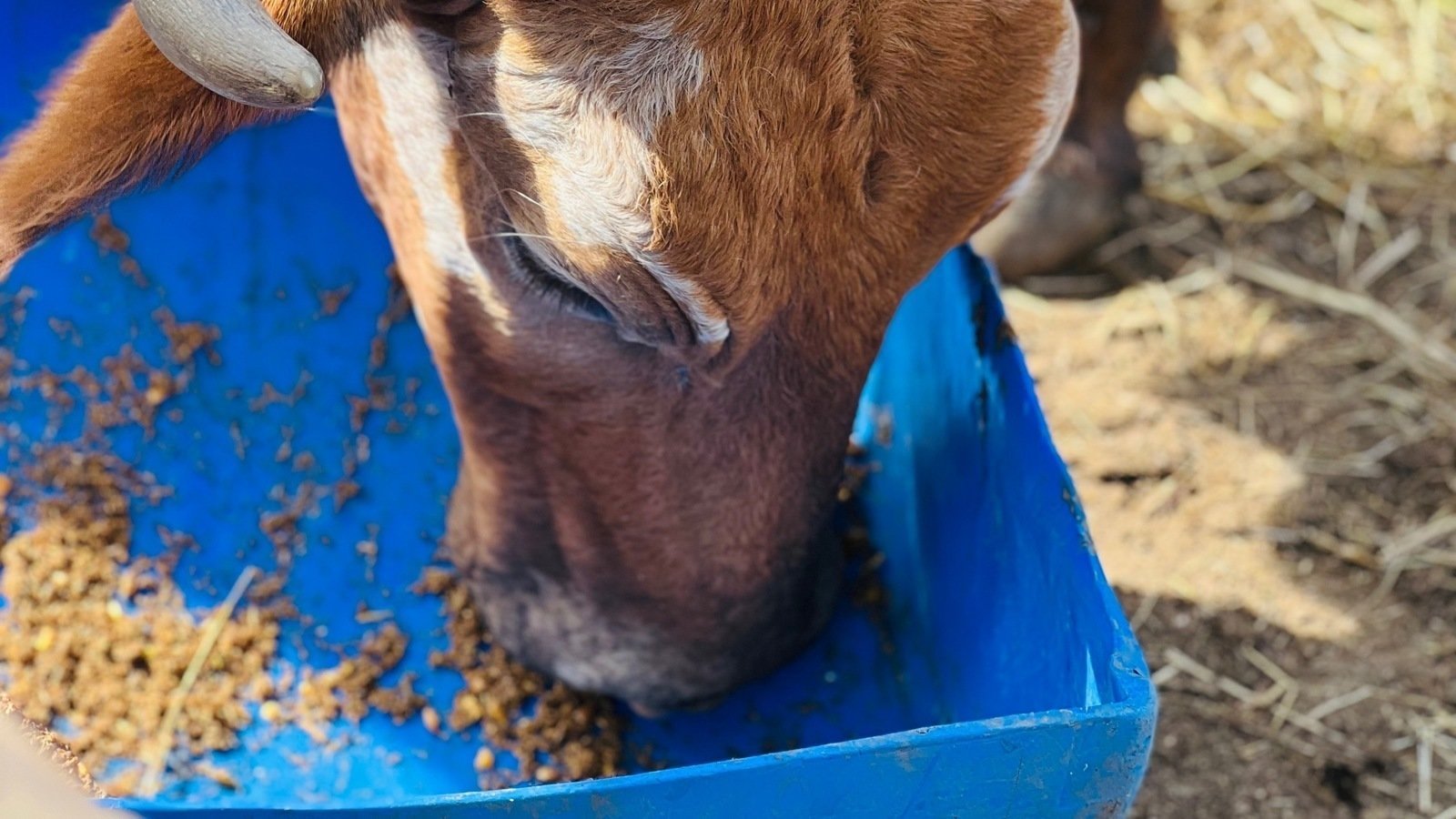 Sukkur Admin Enforces Cattle Movement Ban