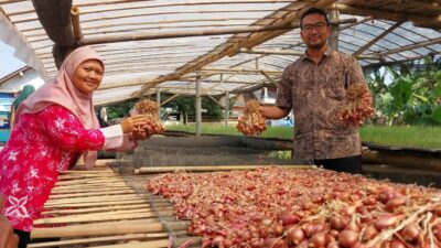 Konsumsi Bawang Merah Cilacap Tinggi, Produksi Hanya 16 Persen, Peluang Usaha Petani
