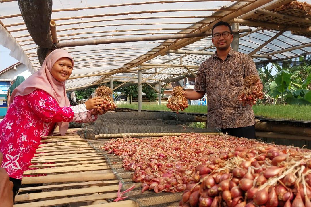 Konsumsi Bawang Merah Cilacap Tinggi, Produksi Hanya 16 Persen, Peluang Usaha Petani