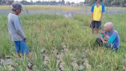 Petani Bekasi Kesulitan Akibat Sawah Kering dan Saluran Tersumbat