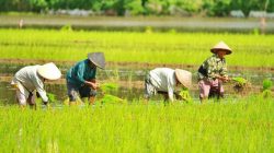 Petani Brebes Panen Tiga Kali Setahun, Ini Rahasianya
