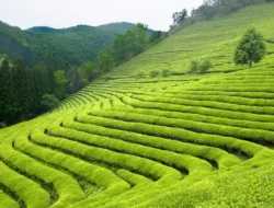 Penghasil Kebun Gratis: Dapatkan 999999 Berlian, Akses VIP, Binatang Legendaris, dan 10000 Koin di Roblox Penghasil Kebun Gratis: Dapatkan 999999 Berlian, Akses VIP, Binatang Legendaris, dan 10000 Koin di Roblox