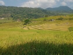 Terhipnotis Keindahan Sawah Nangge, Erik Temukan Surga Tersembunyi di Manggarai Timur