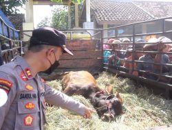 Misteri Kematian Sapi Bunting Terpecahkan: Bukan PMK, Tapi Masalah Nutrisi