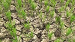 1.843 Hektar Sawah Subang Terancam Kekeringan, Bupati Minta Normalisasi Saluran