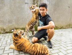 Lebih Sulit Mengurus Kucing daripada Harimau? Ini Penjelasan Alshad Ahmad