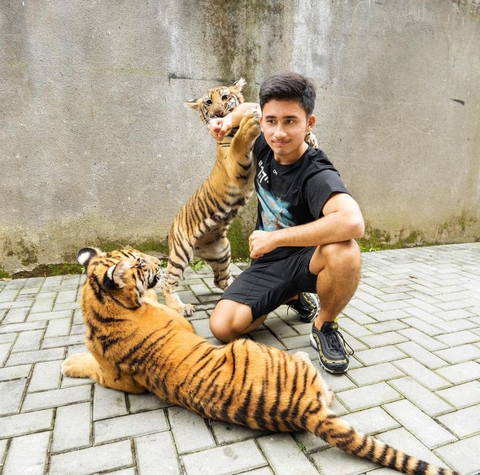 Lebih Sulit Mengurus Kucing daripada Harimau? Ini Penjelasan Alshad Ahmad