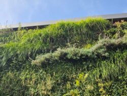 Abuja Street Greening Initiative