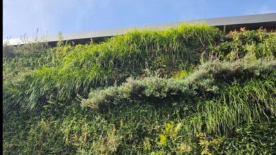 Abuja Street Greening Initiative