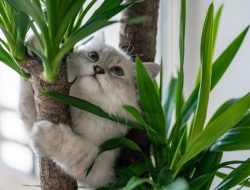 7 Tanaman Aman untuk Kucing, Bebas Khawatir!
