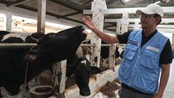 Kematian Mendadak 15 Sapi di Lembang Bukan Akibat Virus Kematian Mendadak 15 Sapi di Lembang Bukan Akibat Virus