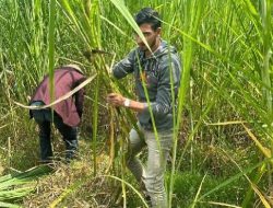Warga Asing Pelajari Ngarit untuk Pakan Ternak di Yogyakarta Warga Asing Pelajari Ngarit untuk Pakan Ternak di Yogyakarta