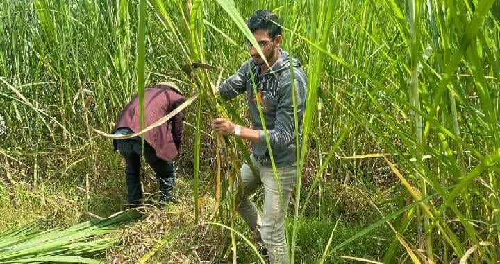 Warga Asing Pelajari Ngarit untuk Pakan Ternak di Yogyakarta