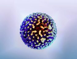 Apakah Hepatitis Menular Melalui Sentuhan? Ini Cara Penyebarannya Apakah Hepatitis Menular Melalui Sentuhan? Ini Cara Penyebarannya