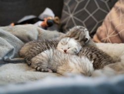 11 Cara Membantu Kucing Melahirkan Aman dan Nyaman di Rumah