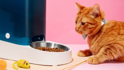 15 Cara Mengembalikan Nafsu Makan Kucing, Aman dan Efektif