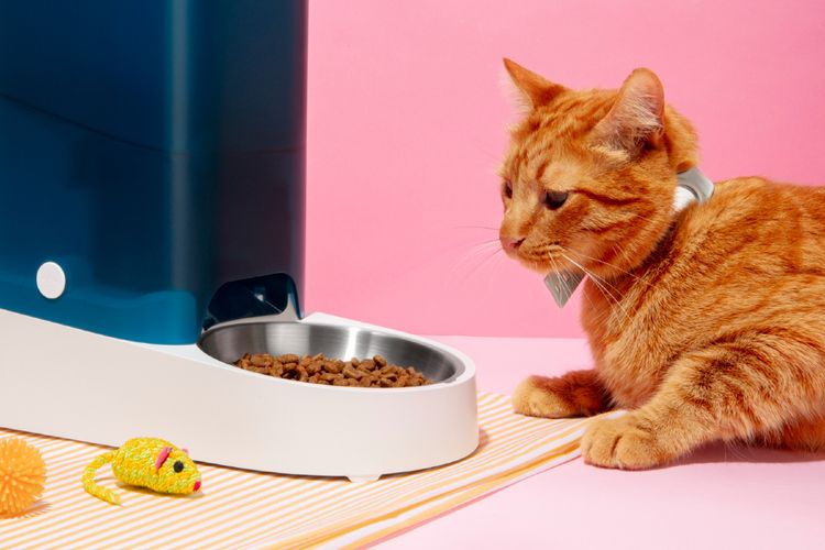 15 Cara Mengembalikan Nafsu Makan Kucing, Aman dan Efektif
