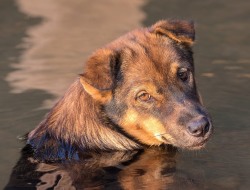 5 Tanda Anjing Terkena Rabies, Salah Satunya Perubahan Perilaku