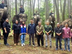 Hari Gajah Sedunia: Pertamina Dukung Konservasi Gajah Sumatera di Aek Nauli