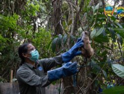 8 Kukang Jawa Dilepas Liar di Taman Nasional Ujung Kulon