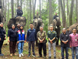 Hari Gajah Sedunia 2025: Pertamina Dukung Konservasi Gajah Sumatera