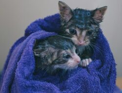 4 Tips Ampuh Agar Kucing Tidak Takut Air