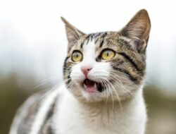 Manfaat Pola Hidung Kucing, Unik Seperti Sidik Jari Kita