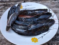 4 Cara Sederhana Menghilangkan Lendir Ikan Lele Sebelum Memasak