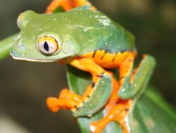 5 Fakta Menarik Katak Daun Indah dari Hutan Hujan Tropis