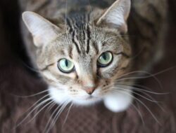Jangan Potong Kumis Kucing, Ini 10 Alasan dari Ahli
