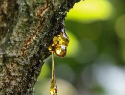 Tanaman Nikel Langka Indonesia yang Berharga di Dunia Tanaman Nikel Langka Indonesia yang Berharga di Dunia