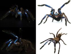 Mengapa Makhluk Berwarna Biru Jarang Ditemukan?
