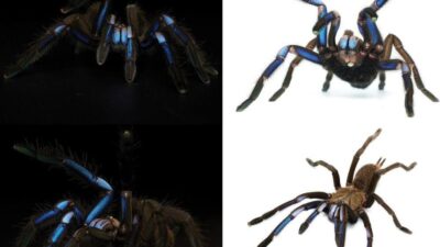 Mengapa Makhluk Berwarna Biru Jarang Ditemukan?
