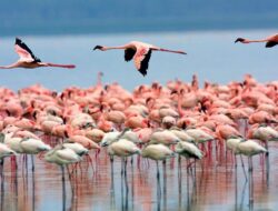 5 Fakta Menarik Danau Urmia, Danau Terbesar di Timur Tengah