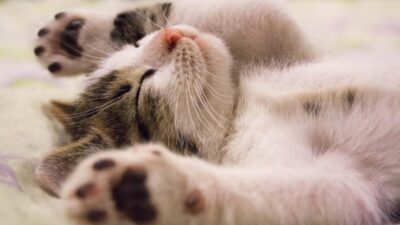 Kucing Kejang? Ini Penyebab dan Cara Mengatasinya