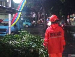 Pohon Tumbang Akibat Badai, Timpa Dua Motor di Cipayung Jaktim