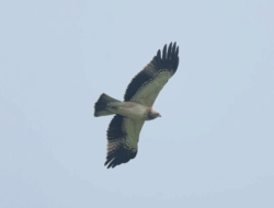 5 Fakta Menarik Elang Setiwel, Burung Pemburu Kecil yang Unik