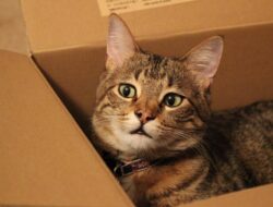 5 Eksperimen Sains Lucu dengan Kucing