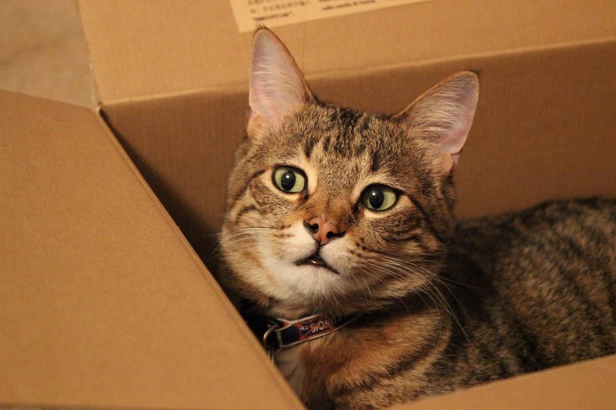 5 Eksperimen Sains Lucu dengan Kucing
