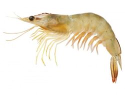 Penjelasan BMS Food Mengenai Udang Beku Terpapar Cesium